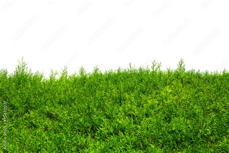 Green Hedge Of Thuja Trees Cypress Juniper Isolated Stock Photo