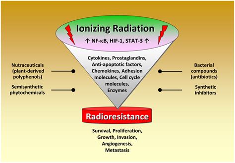 Frontiers Radiation Inflammation And Immune Responses In Cancer