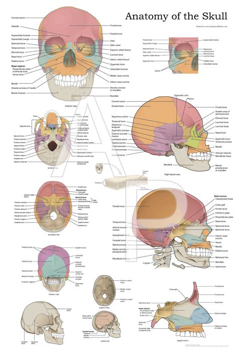 Human Mandible Anatomical Diagram