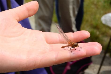 Do Dragonflies Bite Or Sting Humans Everything You Need To Know About