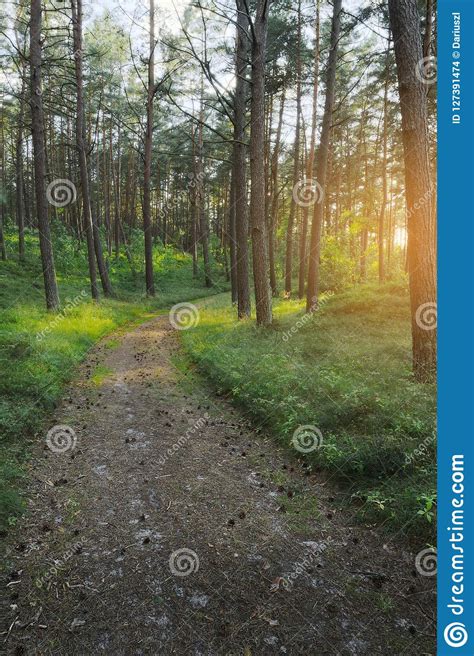 Path Through Evergreen Coniferous Pine Forest At Sunrise Stock Photo