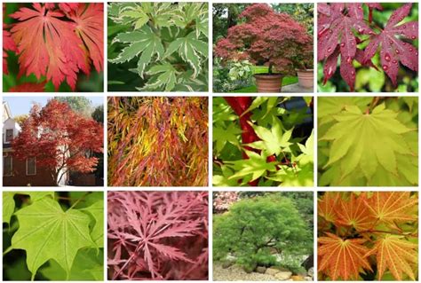 16 Different Types Of Japanese Maple Trees And Identifying Features