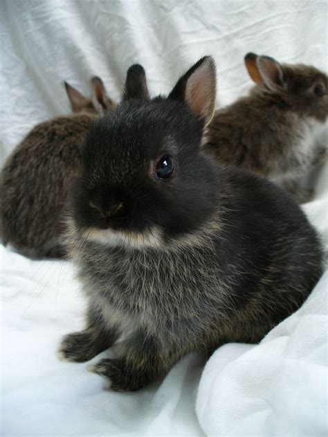 Black Otter Netherland Dwarf Bunnies Available For Purchase Filhotes