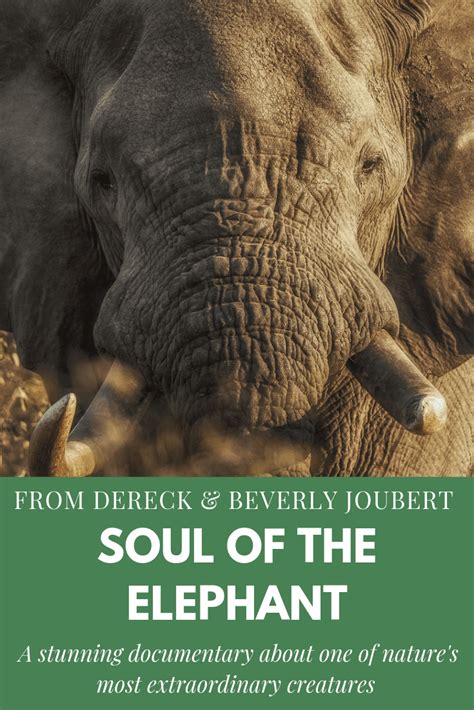 Soul Of The Elephant An Extraordinary Film By Dereck And Beverly Joubert