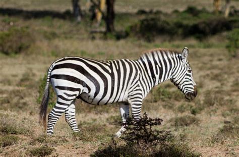 Zebra In Wild Nature Stock Image Image Of Landscape 94236453