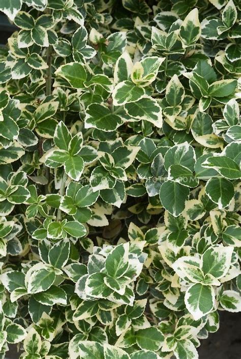 Euonymus Fortunei Emerald Gaiety Variegated Green And White Foliage