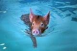 Pictures of Can Pigs Swim