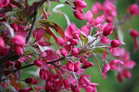 A Branch Filled With Pink Flowers On A Prairie Fire Crabapple Tree