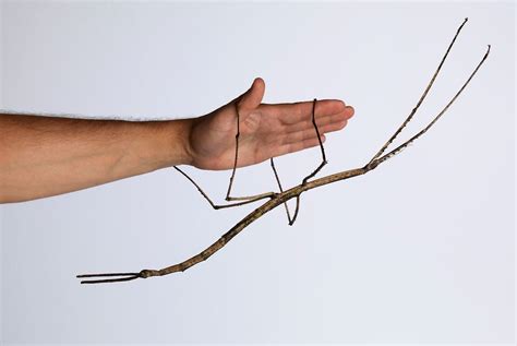 China Bug Declared Worlds Longest Insect