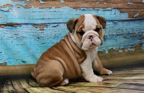 Visit us and meet your new best friend. Bulldogs Of Long Island, French Bulldog Breeder in Port ...