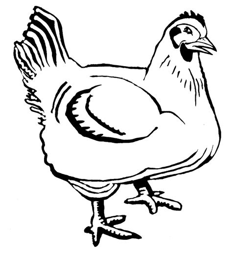 Sketsa Gambar Ayam Kartun