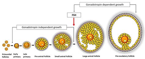 What Are The Stages Of Follicular Development