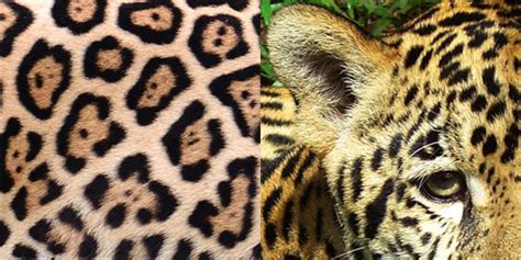 /ˈdʒæɡwɑːr/) is the luxury vehicle brand of jaguar land rover, a british multinational car manufacturer with its headquarters in whitley, coventry, england. JUNIOR Tierlexikon für Kinder - Tiere von A bis Z | JUNIOR ...