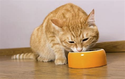 7 Best Cheap Wet Cat Foods In 2020 Obey My Cat
