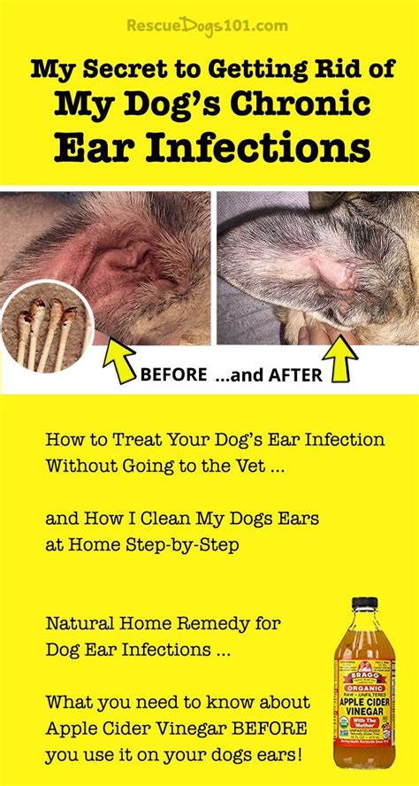 D Brandy Gutierrez How To Treat Dog Ear Yeast