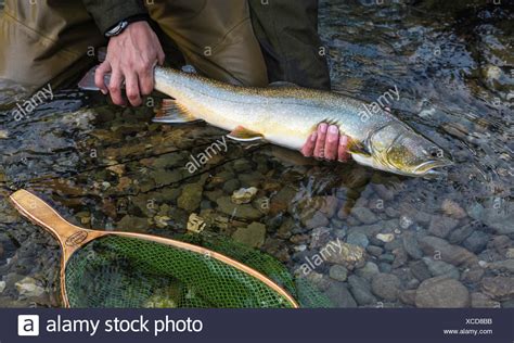 Fihserman With Bull Trout Salvelinus Confluentus High Resolution Stock