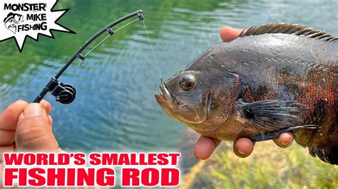 The Worlds Smallest Fishing Rod Catches Fish Tiger Oscar Youtube