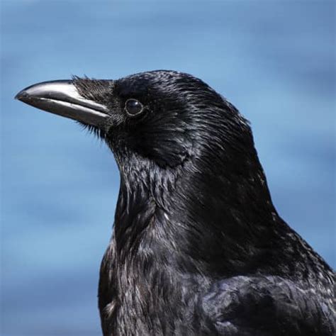 All About The Carrion Crow Gardenbird