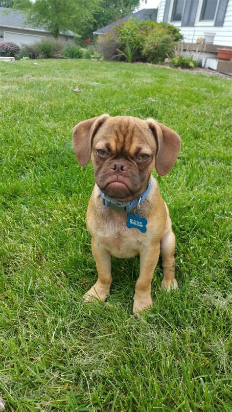 20 Animals With A Case Of Resting Bitch Face The Dodo