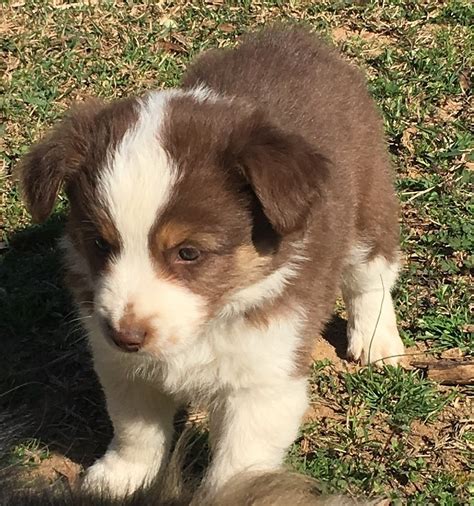 At majestic aussie puppies, we strive at our very best to ensure that our puppies are of high standard, very healthy and well to go with all pets, kids and other dog breeds. Miniature Australian Shepherd Puppies For Sale | Long Road ...