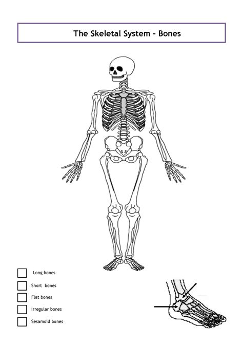 Diagram Printable Skeletal System Diagram Mydiagramonline