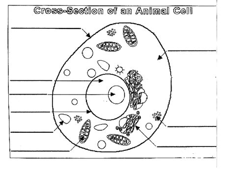 Science Review Guide Animal Cell Diagram Pt 2 Diagram Quizlet