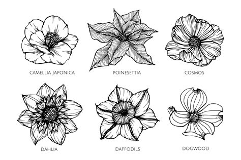 Maybe you would like to learn more about one of these? Camellia Flower Sketch