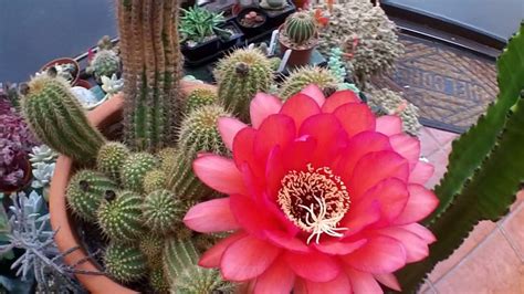 My Trichocereus Grandiflorus Cactus Plant In Bright Red Bloom Youtube