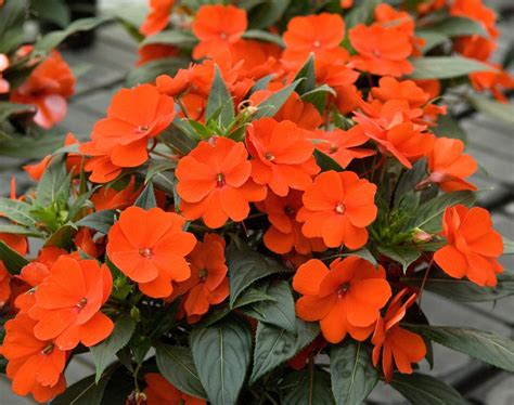 71 Different Types Of Impatiens And Its Uses Types Of Flowers