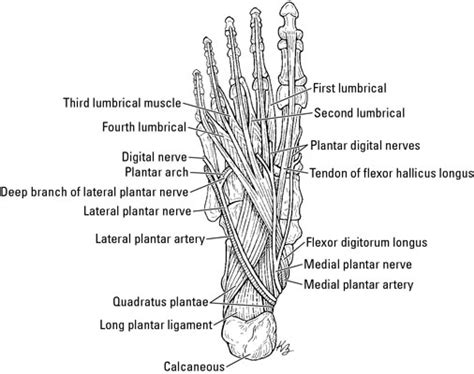 Blood Vessels And Lymphatics Of The Foot And Ankle Dummies