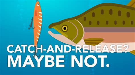 Does Catch And Release Affect Fish Feeding Youtube