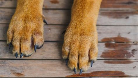 Inflammation Of The Superficial Veins In Dogs Symptoms Causes