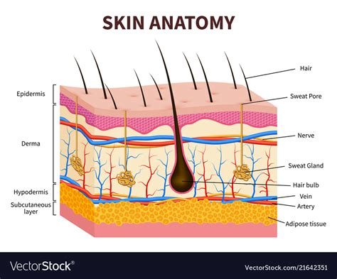 Human Skin Layered Epidermis With Hair Follicle Vector Image