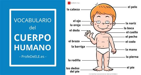 Vocabulario Del Cuerpo Humano En Español Profedeele Partes Del