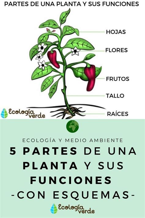 Partes De Una Planta Y Sus Funciones Esquemas Y V Deo Partes De La Planta Plantas