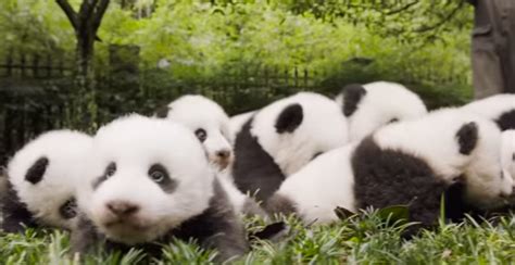 Giant Pandas Are No Longer Endangered