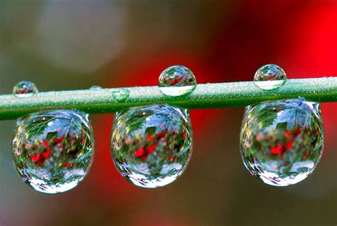 Macro Water Drop Photography By Steve Wall Be Creative