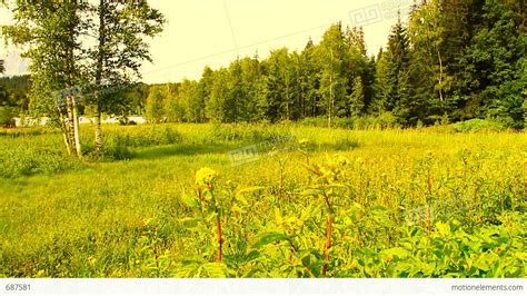 Summer Field And Forest Beauty Scenes 02 3 In 1 Artcolored Stock Video