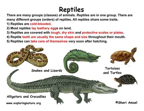 Reptile 411 Reptiles Animal Classification Reptiles Facts