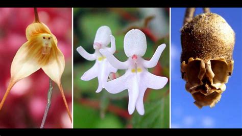 Flowers That Look Like Humans Animals And Insects Youtube