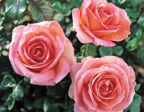 Elle® Star® Roses And Plants