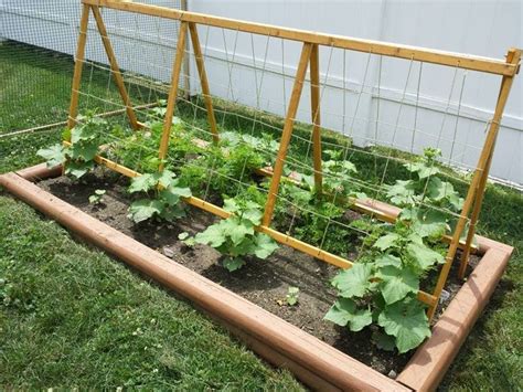 Tall plants generally do well on the north side of the garden. cucumber trellis ideas pictures | Cucumber Trellis (With images) | Vegetable garden trellis ...