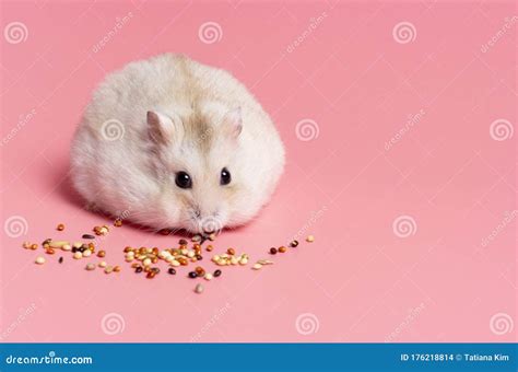 Dwarf Fluffy Hamster Eats Grain On Pink Background Copy Space Stock