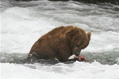 Alaska's Katmai brown bears ready for season 2 of Internet reality show ...