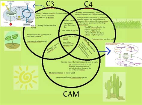 C3 C4 And Cam Plants Biology Diagrams Photosynthesis And Cellular