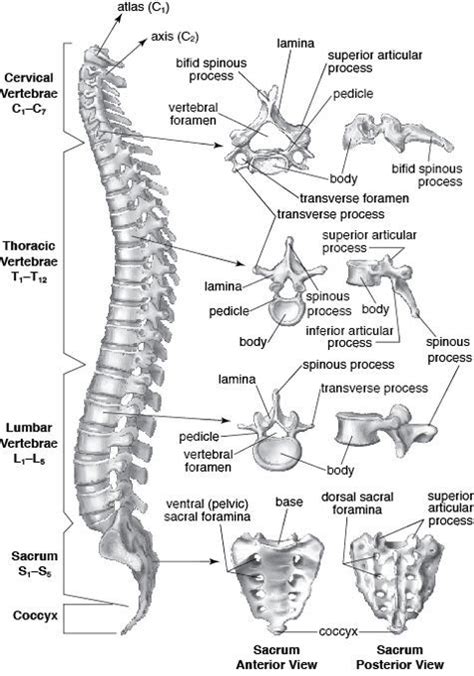Vertebral Column And Its Contrasting Vertebrae Now Learn It Is Slices