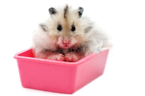 Syrian Hamster 7 Stock Photo Image Of Abstract Furry 5922938