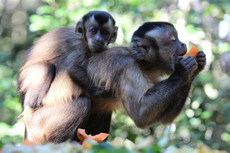 Capuchin Monkeys Do These Primates Make Good Pets