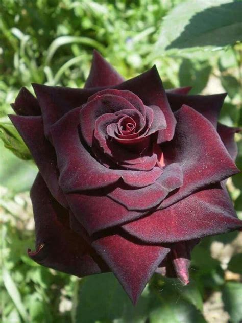 Pin By Lawn And Garden On Gardens Dark Red Roses Beautiful Roses