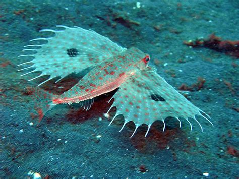 Pics And Wallpaper Deep Sea Creature